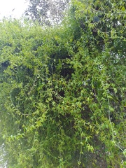 Struthanthus marginatus