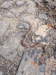 Philodryas nattereri