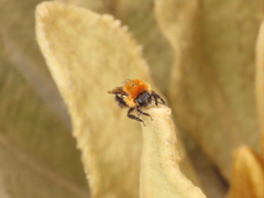 Bombus rubicundus