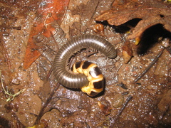 Tylobolus uncigerus