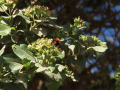 Bombus rubicundus