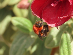 Bombus rubicundus