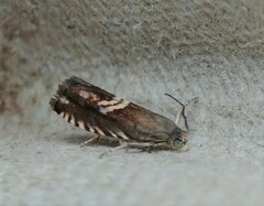 Grapholita interstinctana