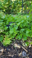 Alectura lathami lathami