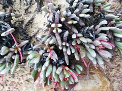 Brianhuntleya intrusa