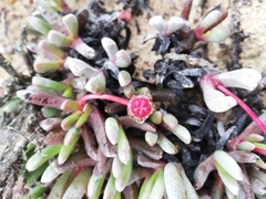 Brianhuntleya intrusa