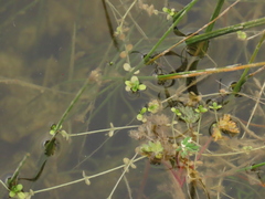 Callitriche nubigena