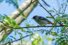 Conirostrum speciosum
