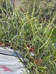 Funastrum heterophyllum