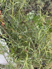 Funastrum heterophyllum