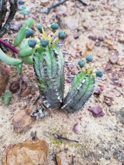 Euphorbia nesemannii