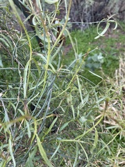 Funastrum heterophyllum