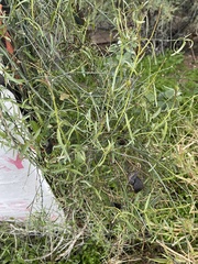 Funastrum heterophyllum