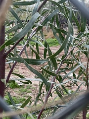 Acacia salicina