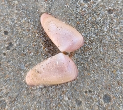 Donacidae