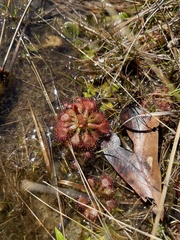 Drosera