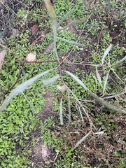 Acacia salicina
