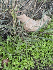 Acacia salicina