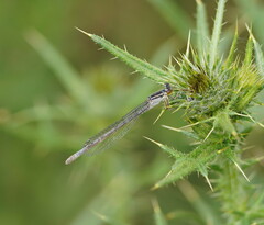 Ischnura heterosticta