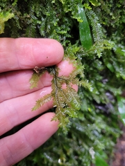 Plagiochila trispicata