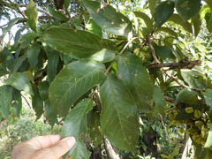Combretum molle