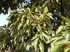 Combretum molle