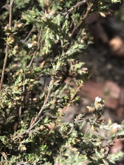 Leucopogon microphyllus pilibundus