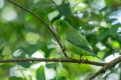 Forpus xanthopterygius