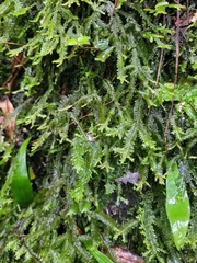 Plagiochila trispicata