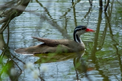 Heliornis fulica