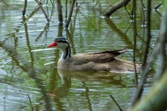 Heliornis fulica