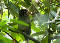 Strix leptogrammica