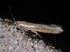 Thaumatopsis solutellus