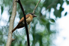 Pachyramphus validus