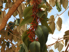 Phragmanthera