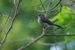 Coryphospingus pileatus