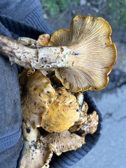Cantharellus californicus