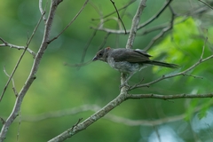 Coryphospingus pileatus