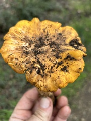 Cantharellus californicus