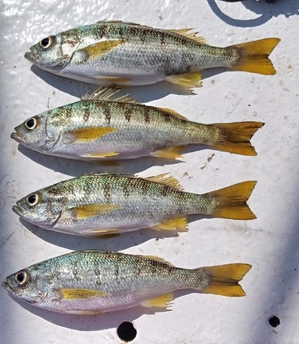 Armed grunt (Conodon serrifer) — Haemulidae