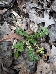 Agrimonia parviflora