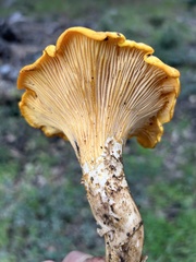 Cantharellus californicus