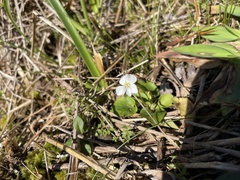 Viola primulifolia