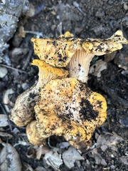 Cantharellus californicus
