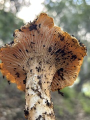 Cantharellus californicus