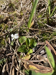 Viola primulifolia