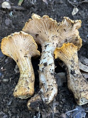 Cantharellus californicus
