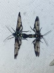 Cosmosoma xanthosticta