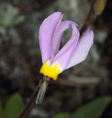 Primula tetrandra