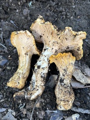 Cantharellus californicus
